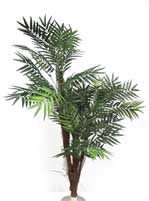 Phoenix Palm